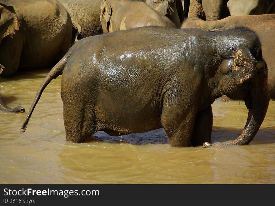 A hurd of elephants washing and drinking in river. A hurd of elephants washing and drinking in river