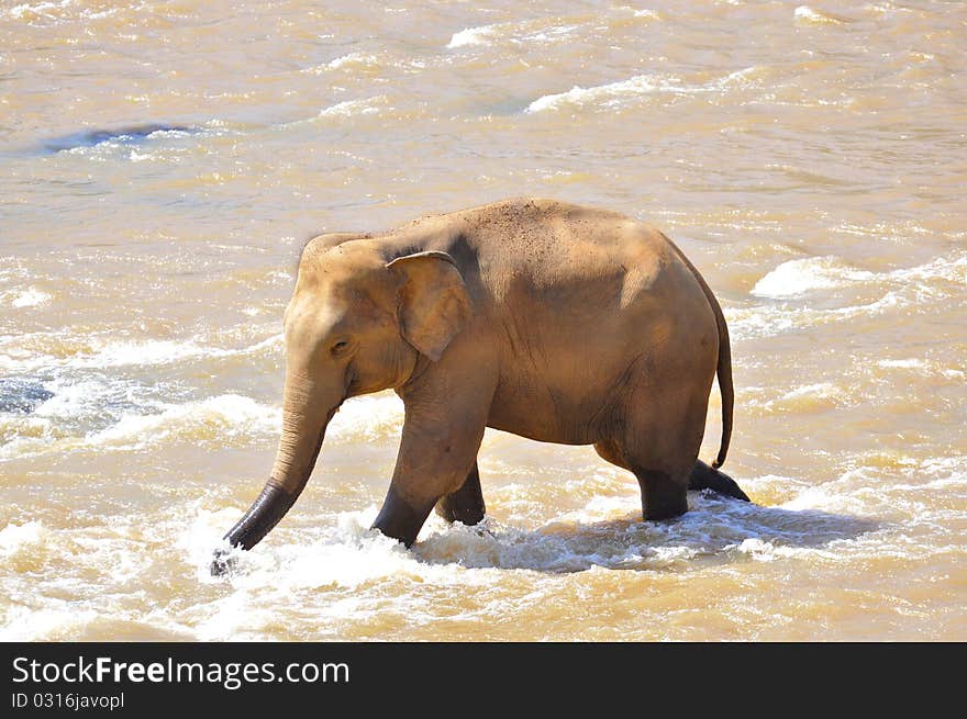 elephant walking and drinking in river. elephant walking and drinking in river