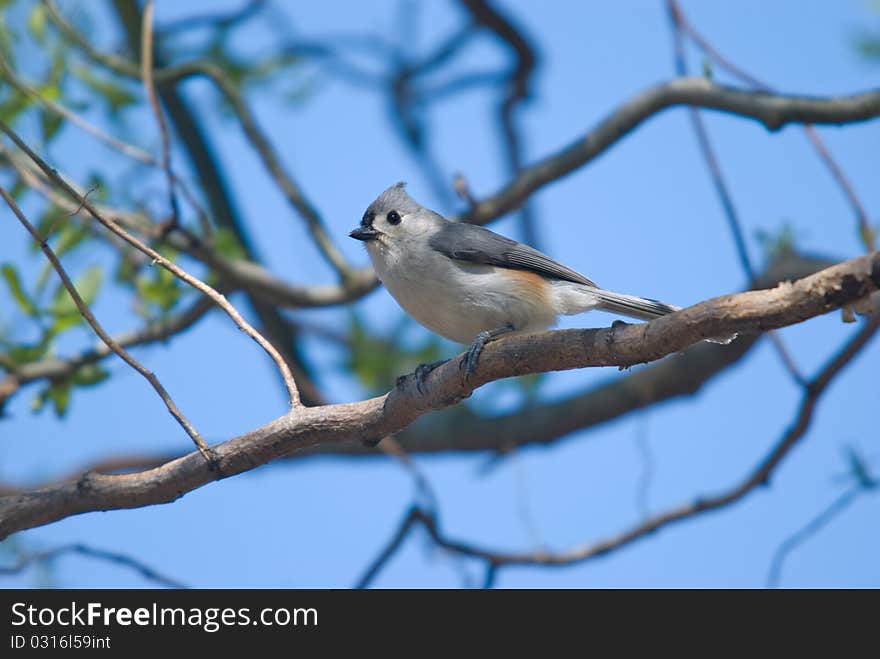 Tufted Titmouse (Baeolophus bicolor)