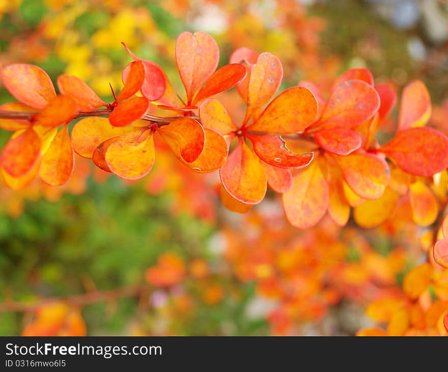 Brightly colored leaves on the bush in the garden. Brightly colored leaves on the bush in the garden