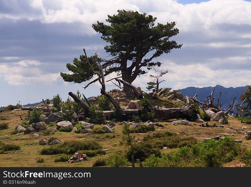 Mountain pine