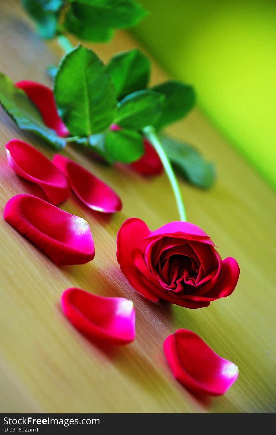 Pink Rose With Petals