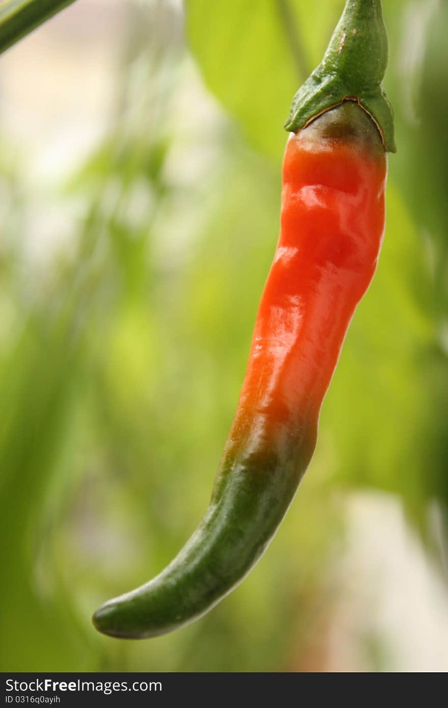 Chilli pepper