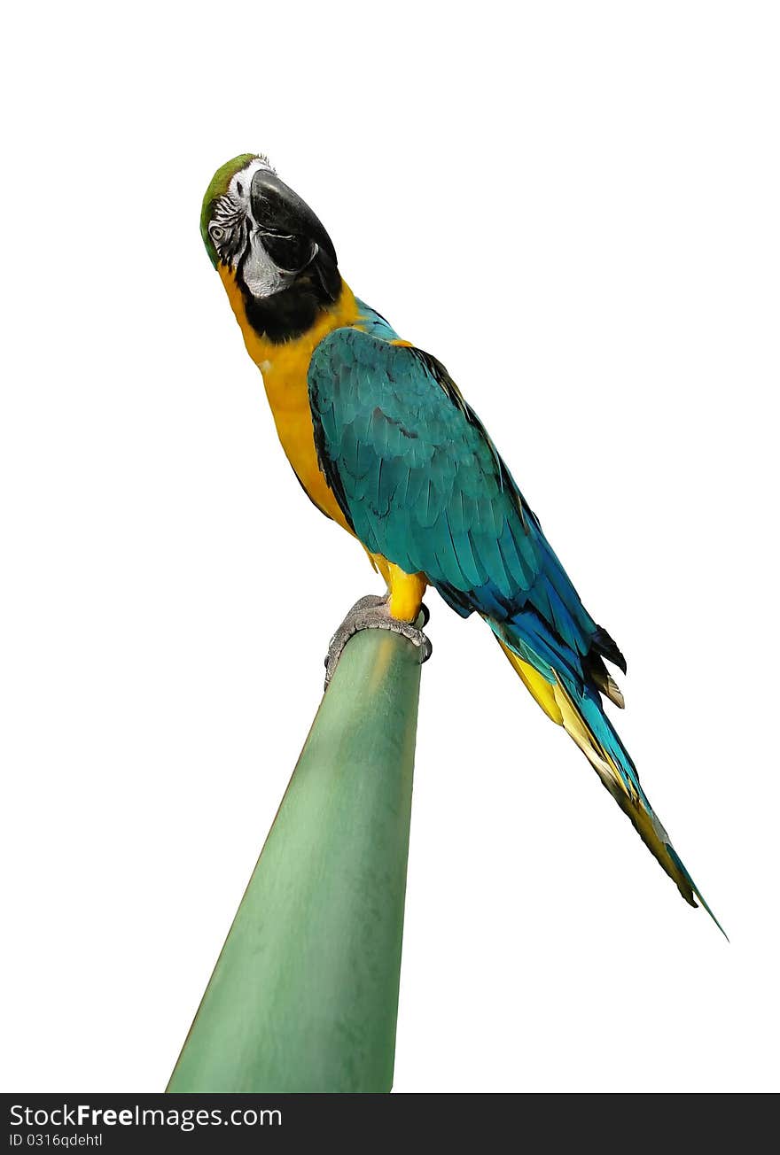 Yellow and blue parrot looking with curiosity