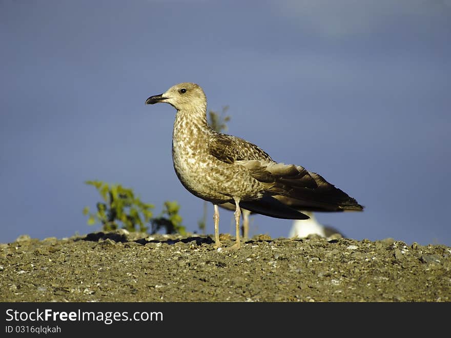 One beauty gull on near Park natural (Coto Donana) - Spain.