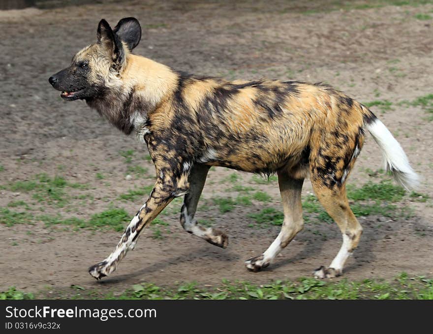 Side view of a running stripey patterned Hyena