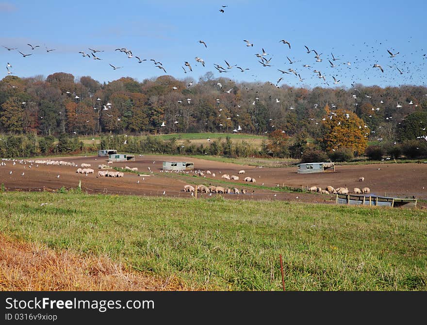 An English Rural Landscape With Pigs