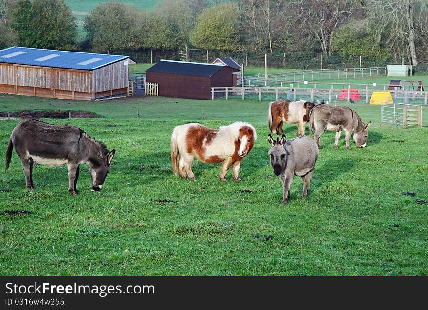 A Group Of Miniature Donkeys And Shetland Ponies