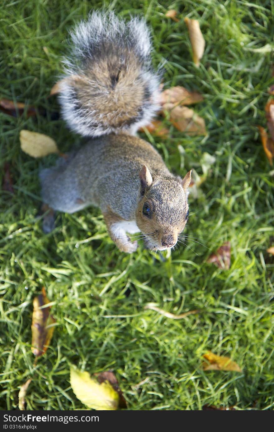 This standing up squirrel is waiting for more food. This standing up squirrel is waiting for more food