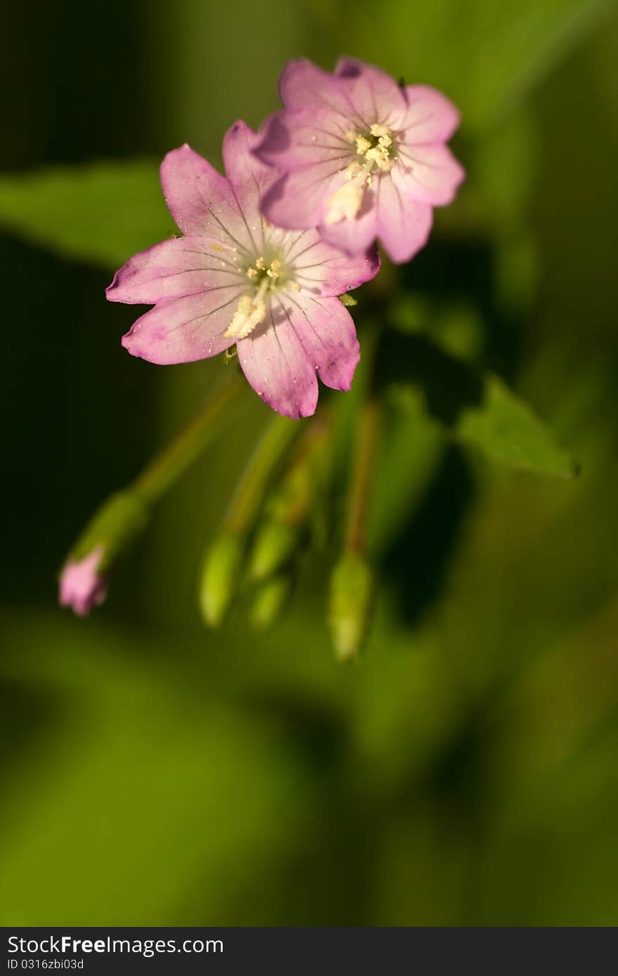 Macro of pink flower on green foliage background