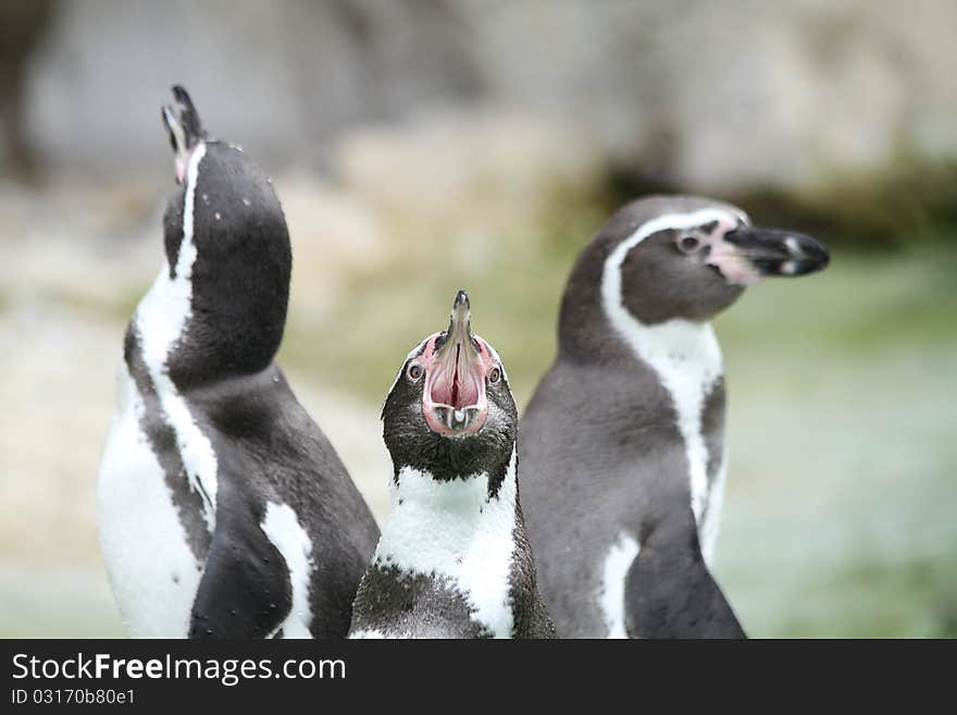 less crying penguin in the protection of parents. less crying penguin in the protection of parents