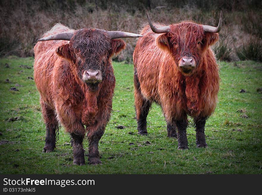 Scottish Cows