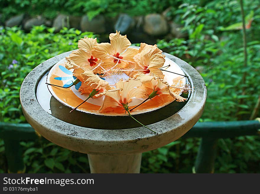 Fresh plucked yellow or golden-colored hibiscus flowers arranged on plate placed on top of a birdbath in the garden. Fresh plucked yellow or golden-colored hibiscus flowers arranged on plate placed on top of a birdbath in the garden.