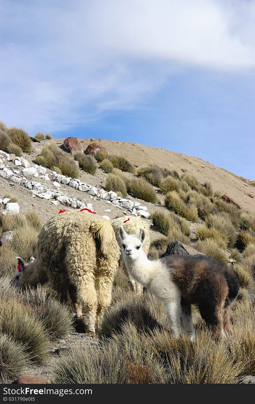 Alpaca and Llama grazing on irrigated pastures in the Chilean Altiplano. Alpaca and Llama grazing on irrigated pastures in the Chilean Altiplano