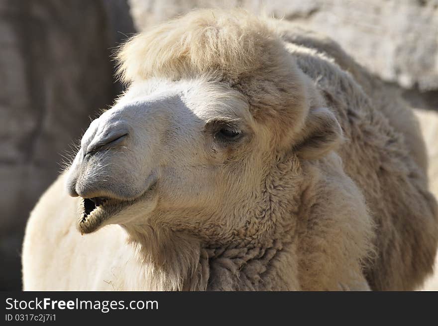 Camel in Zoo