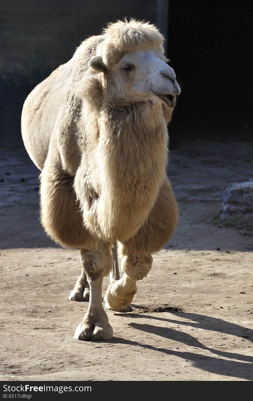 Camel in Zoo