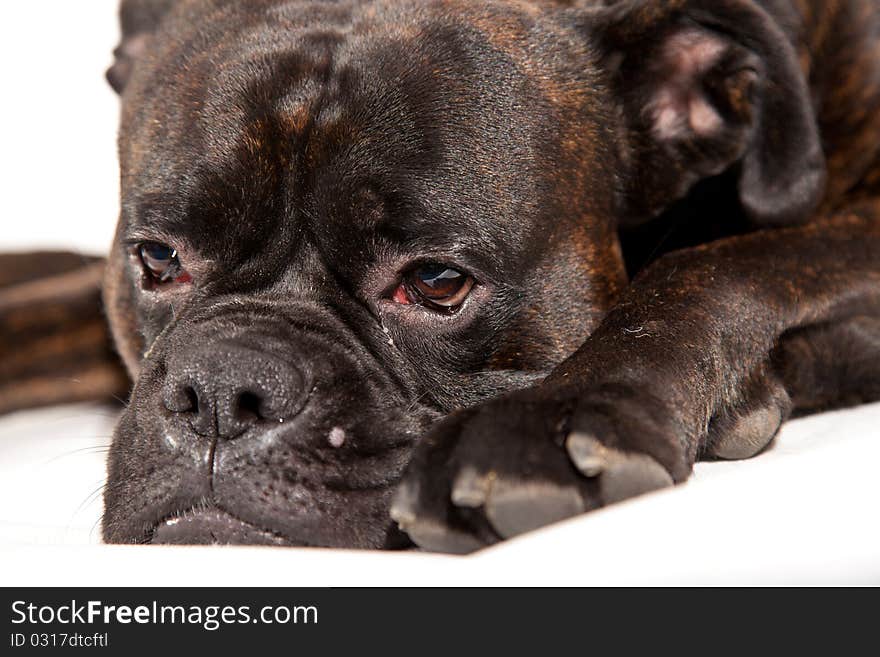 Sad boxer dog laying on white isolated background