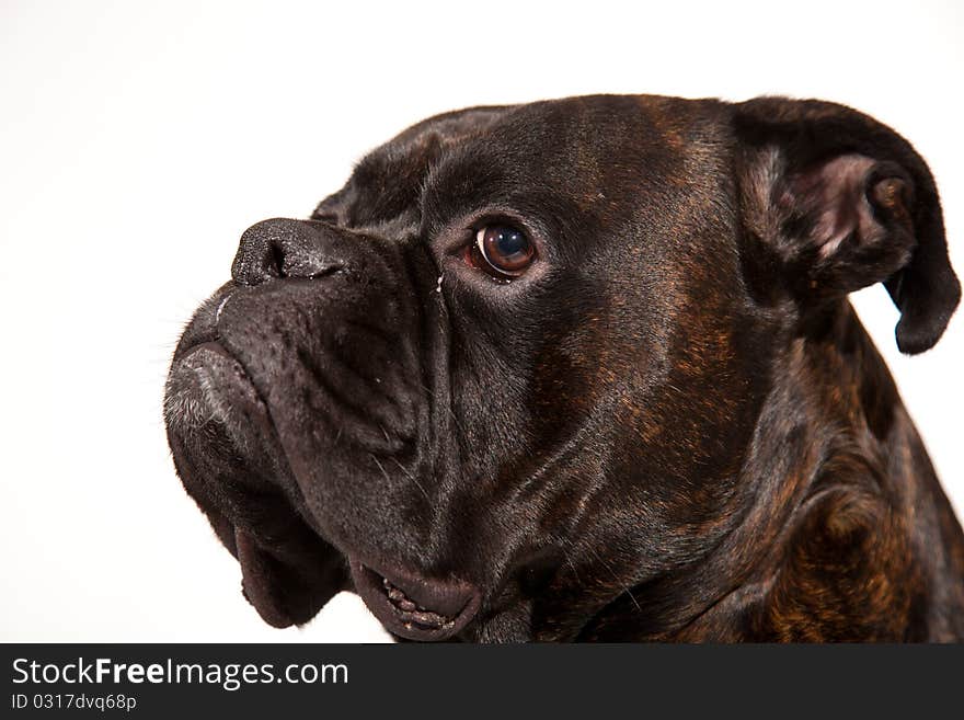 Sad boxer dog laying on white isolated background