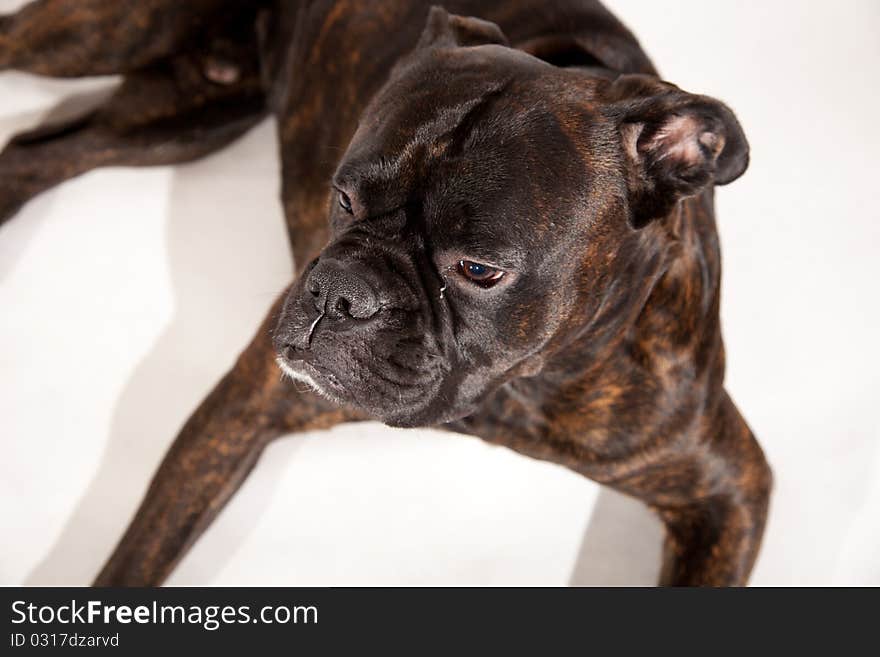 Sad boxer dog laying on white isolated background