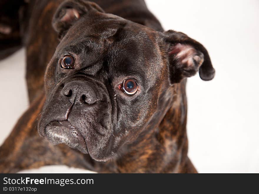 Sad boxer dog laying on white isolated background