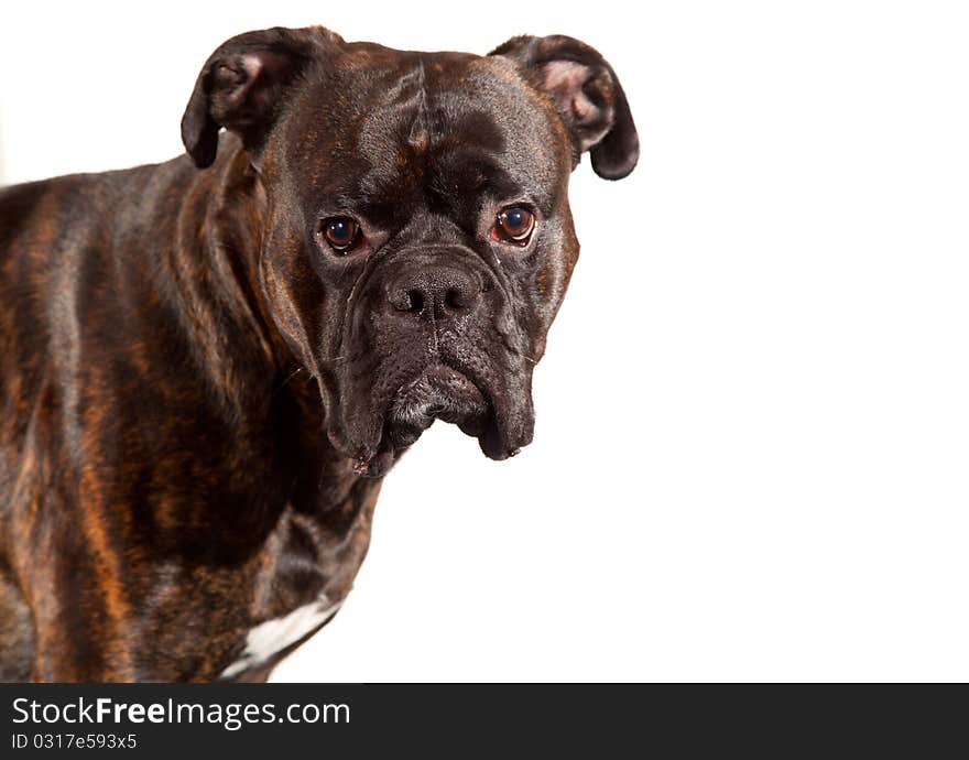 Sad boxer dog laying on white isolated background