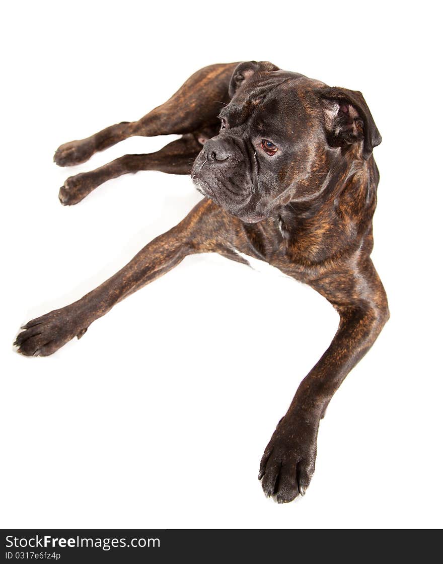 Sad boxer dog laying on white isolated background