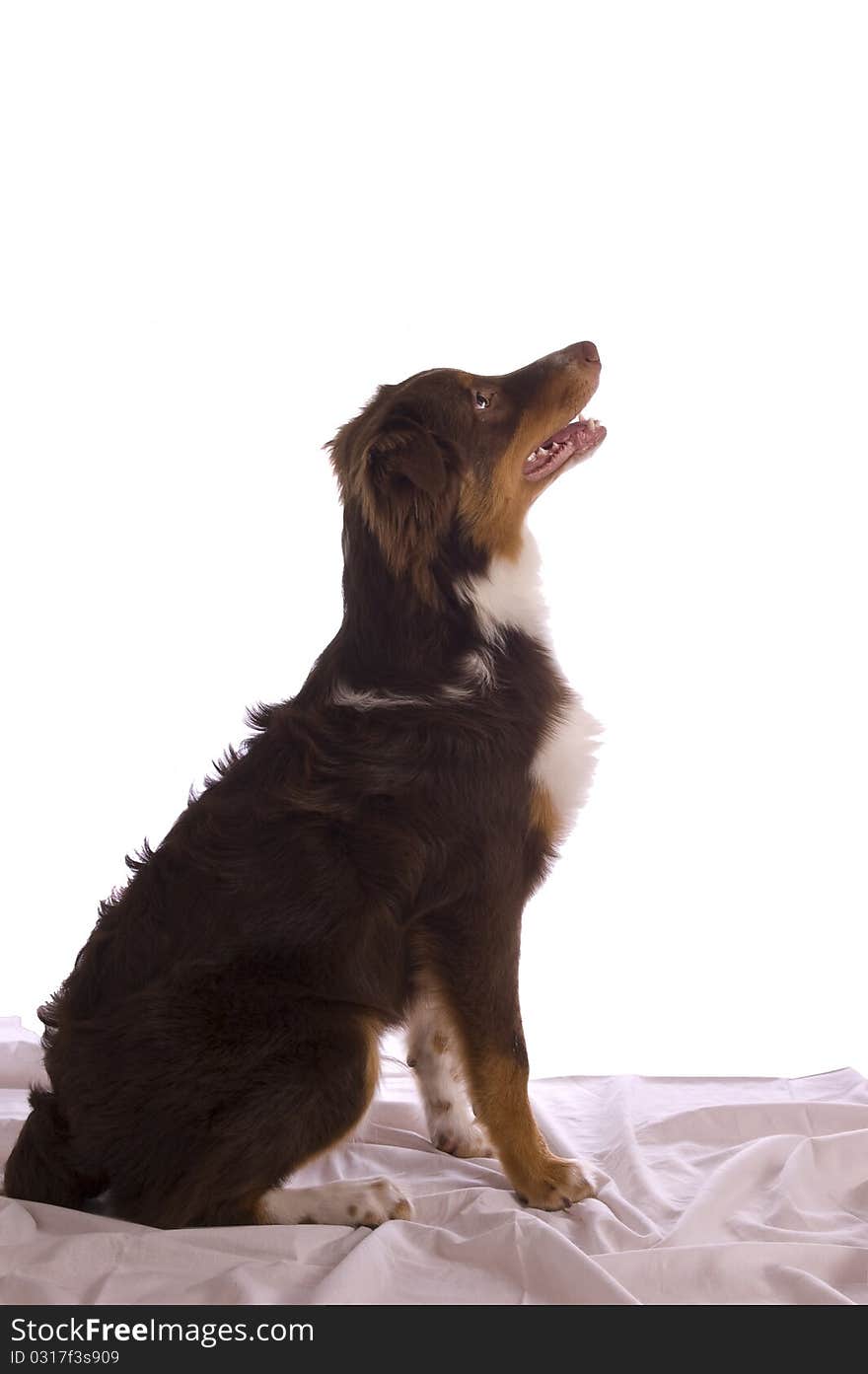 Profile, full-body picture of a brown Australian shepherd sitting in bed, looking attentively to his right. Isolated on white; model released. Profile, full-body picture of a brown Australian shepherd sitting in bed, looking attentively to his right. Isolated on white; model released.