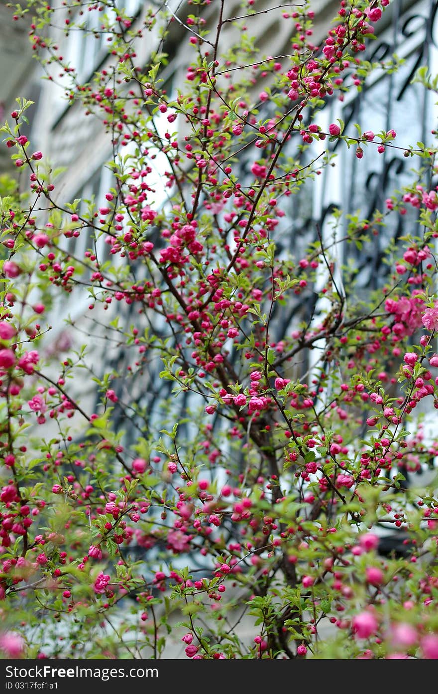 Spring pink cherry blossom (flowers) - sakura in blossom time. Spring pink cherry blossom (flowers) - sakura in blossom time.