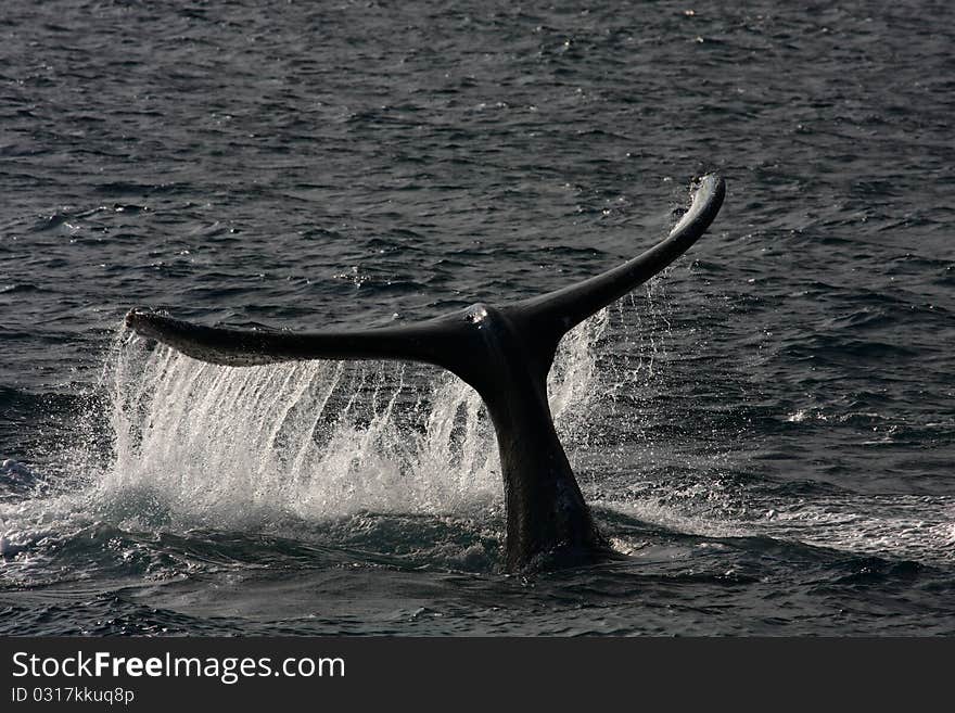 This is a humpback whale off the coast of Maui. This is a humpback whale off the coast of Maui