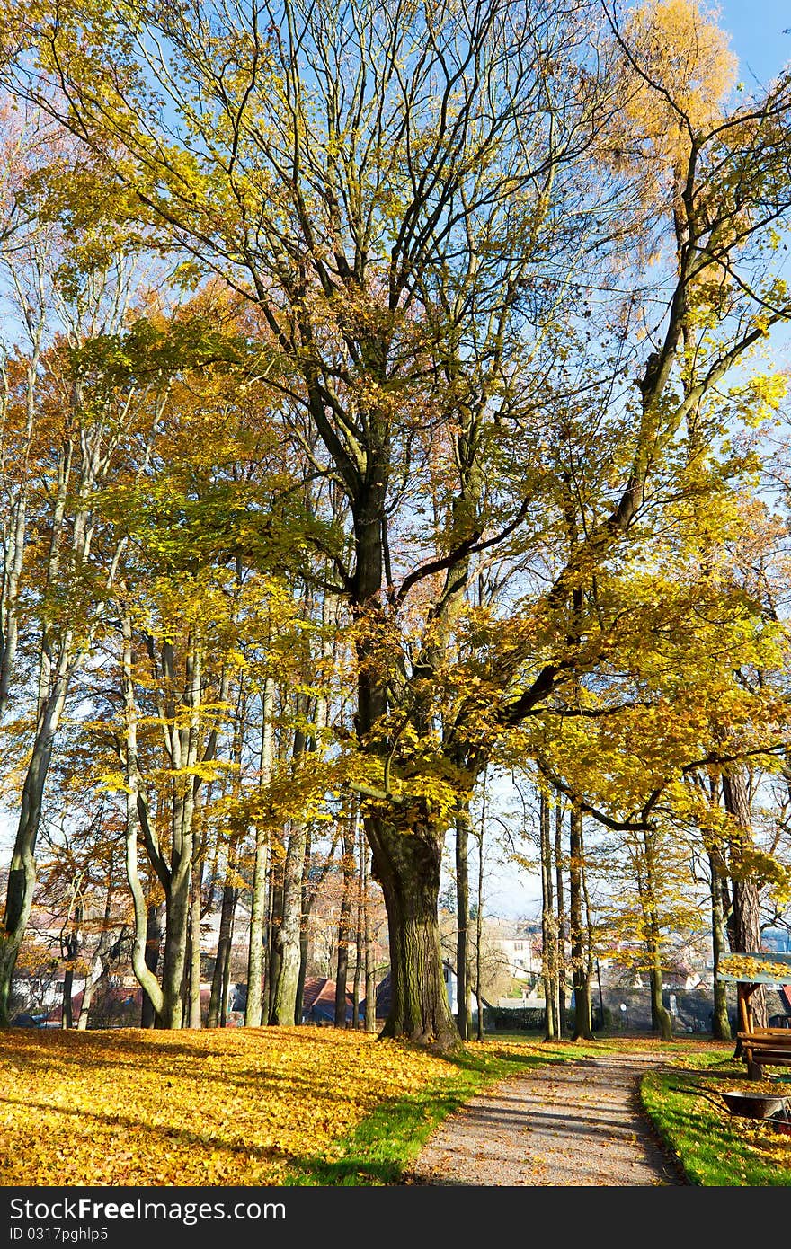 Autumn Morning In Park