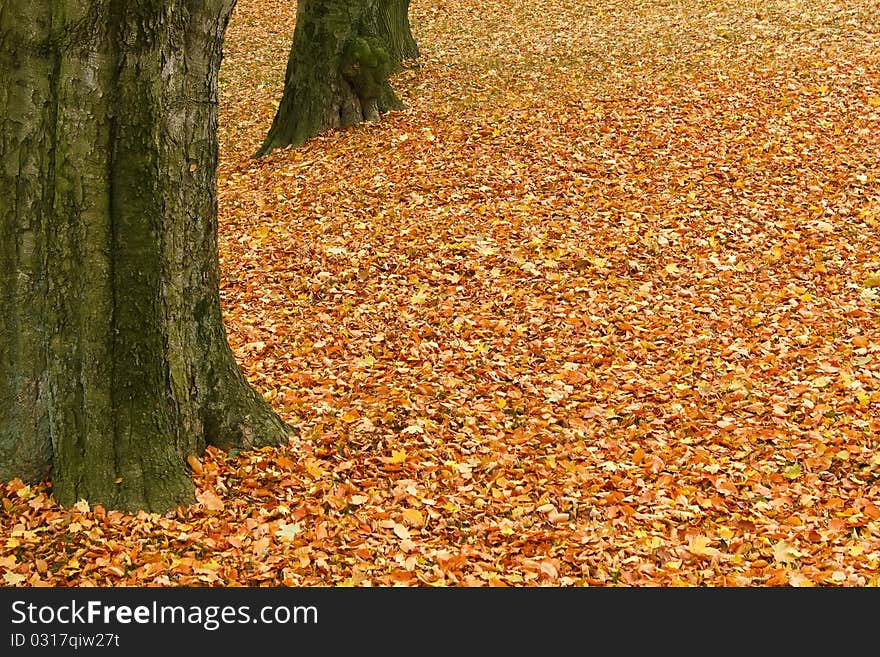 Fallen leaves on the ground in the park in autumn