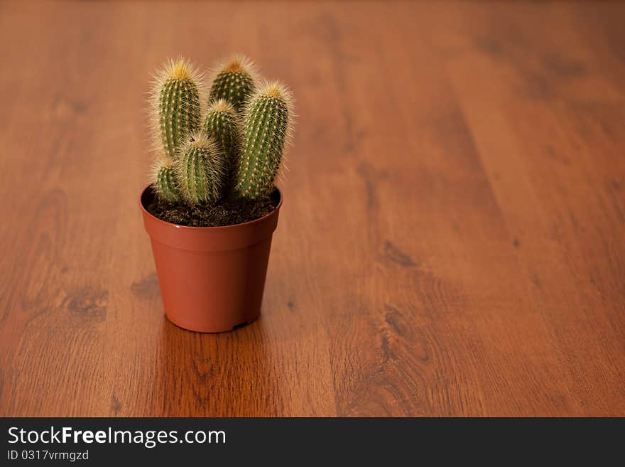 Cactus On A Wooden Floor