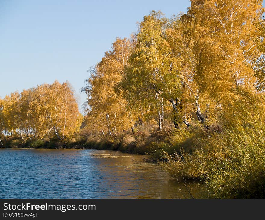 Autumn landscape with trees with yellow leafs