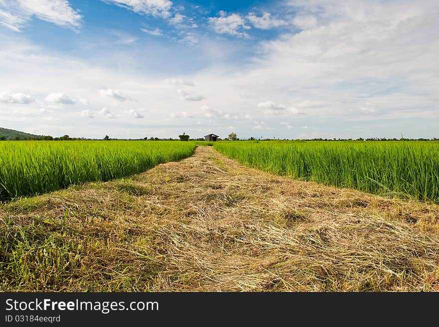 Beautiful rice field over blue sky