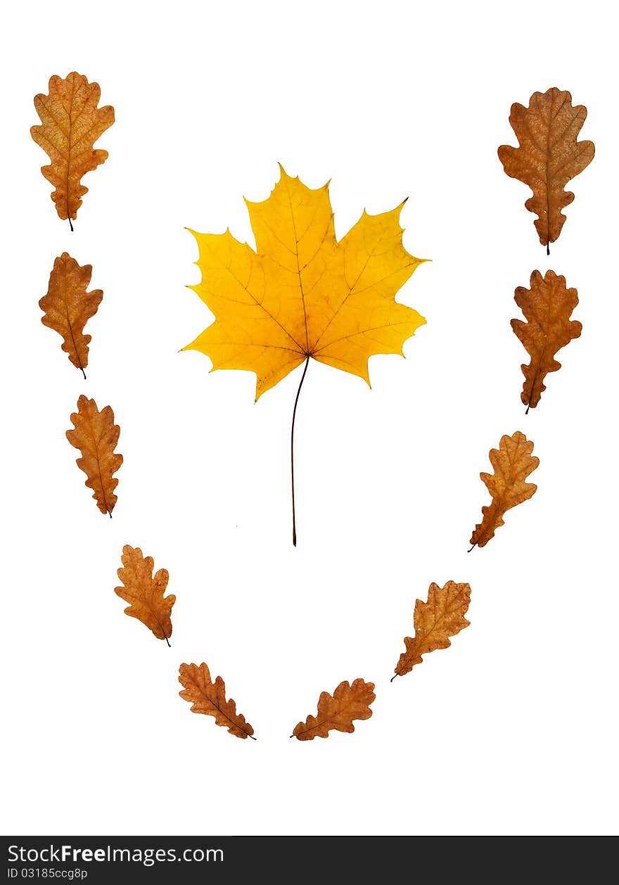 Maple leaf in vignette from dry oak leaves