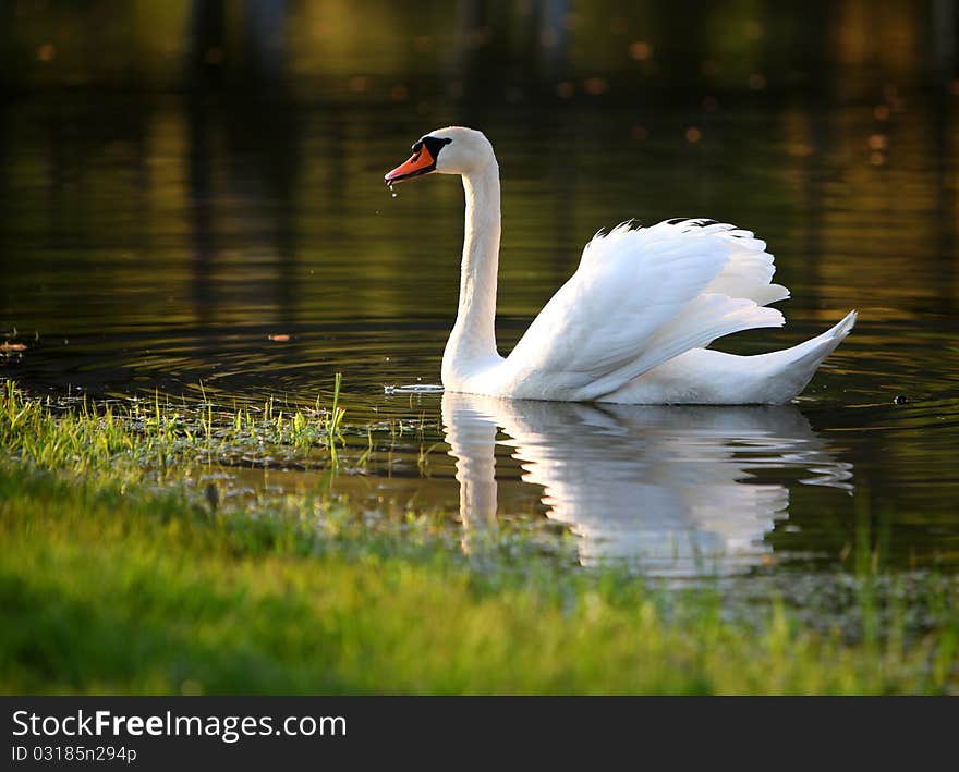 White lonely swan in pond. White lonely swan in pond