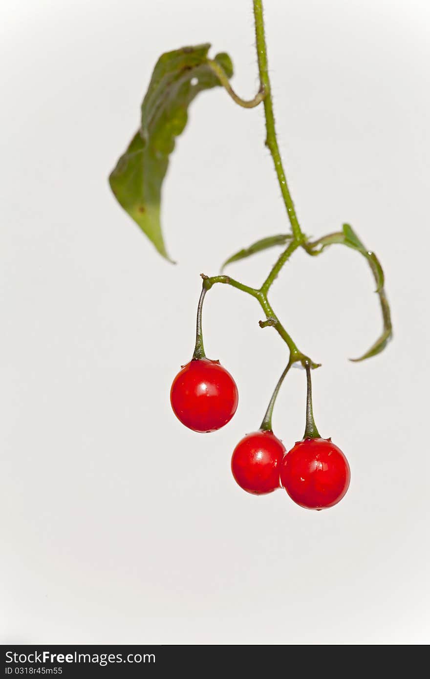 Showing a beautiful red berries gesture. Showing a beautiful red berries gesture.