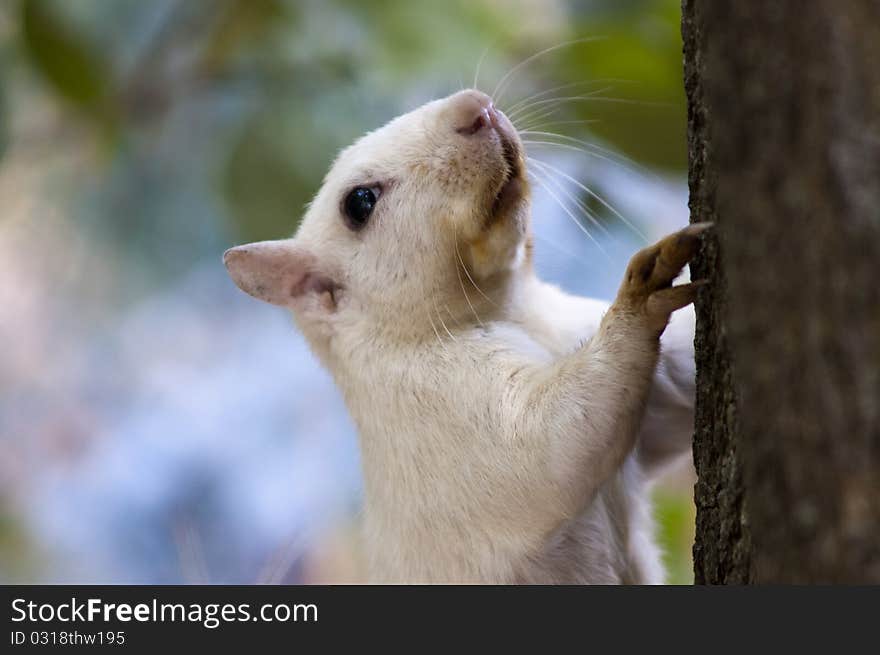 White squirrel portrait