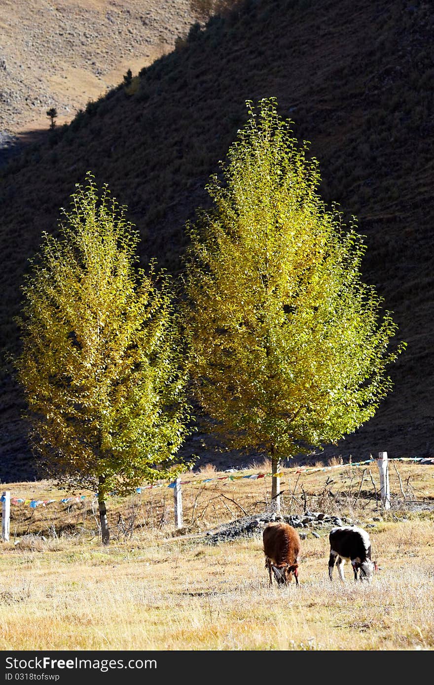 Trees and cows in sun shine