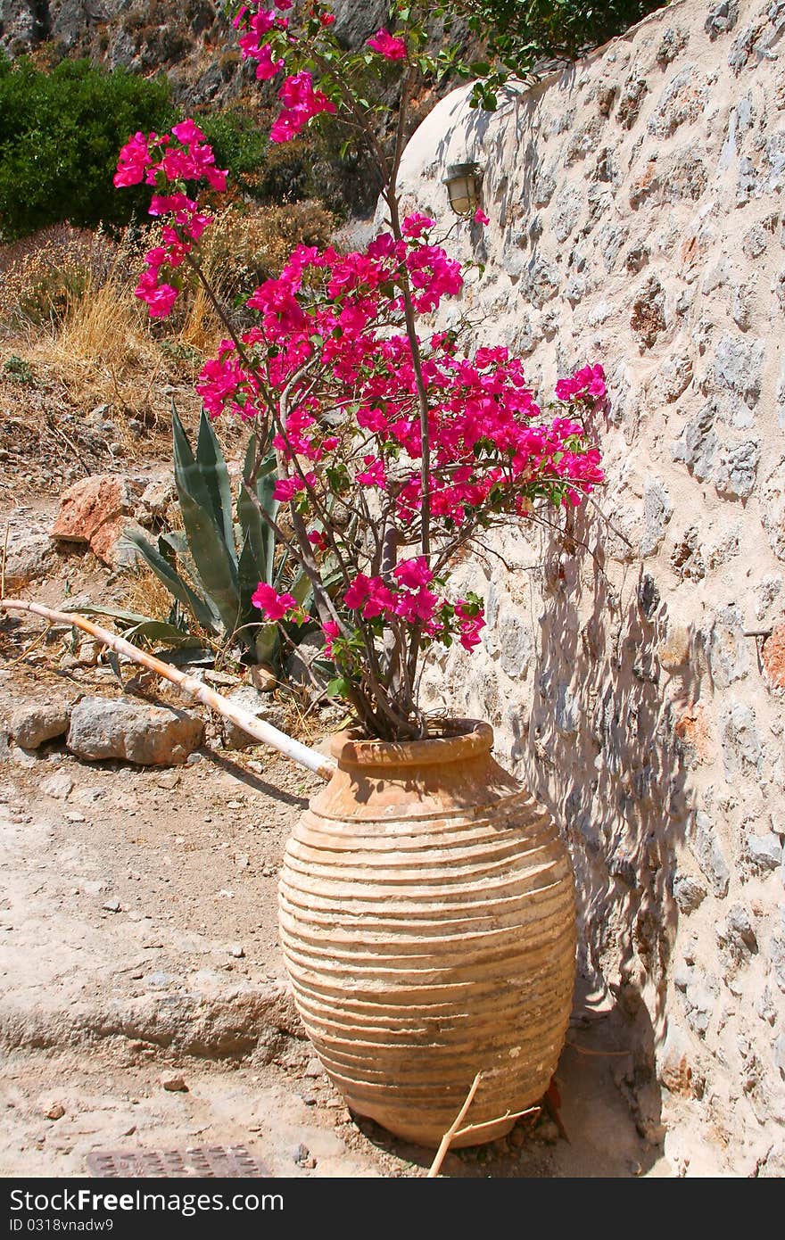 Vase With Flower In Monemvasia