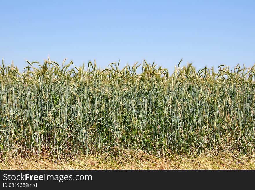 Wheatfield