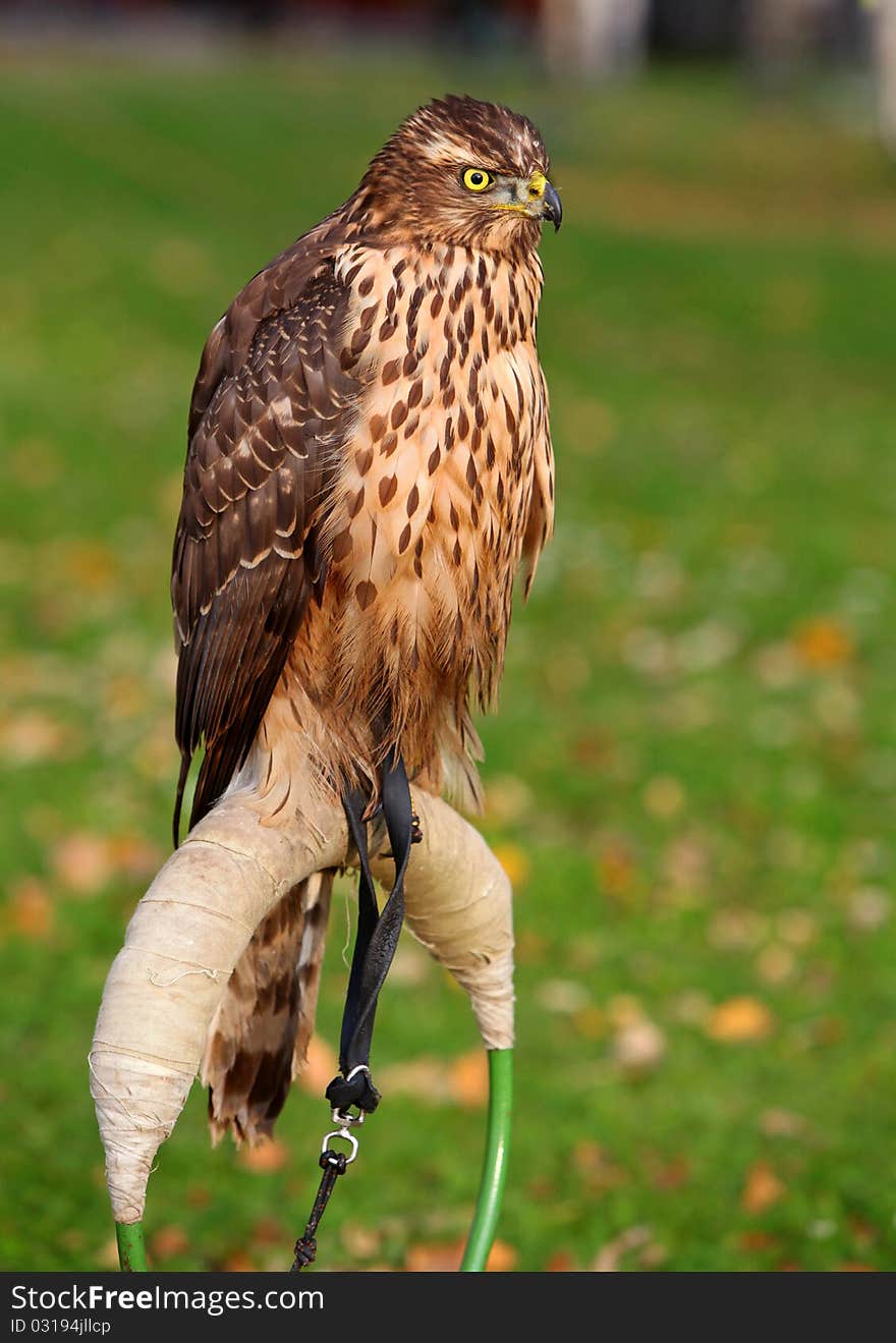 Nice a young Goshawk sitting.