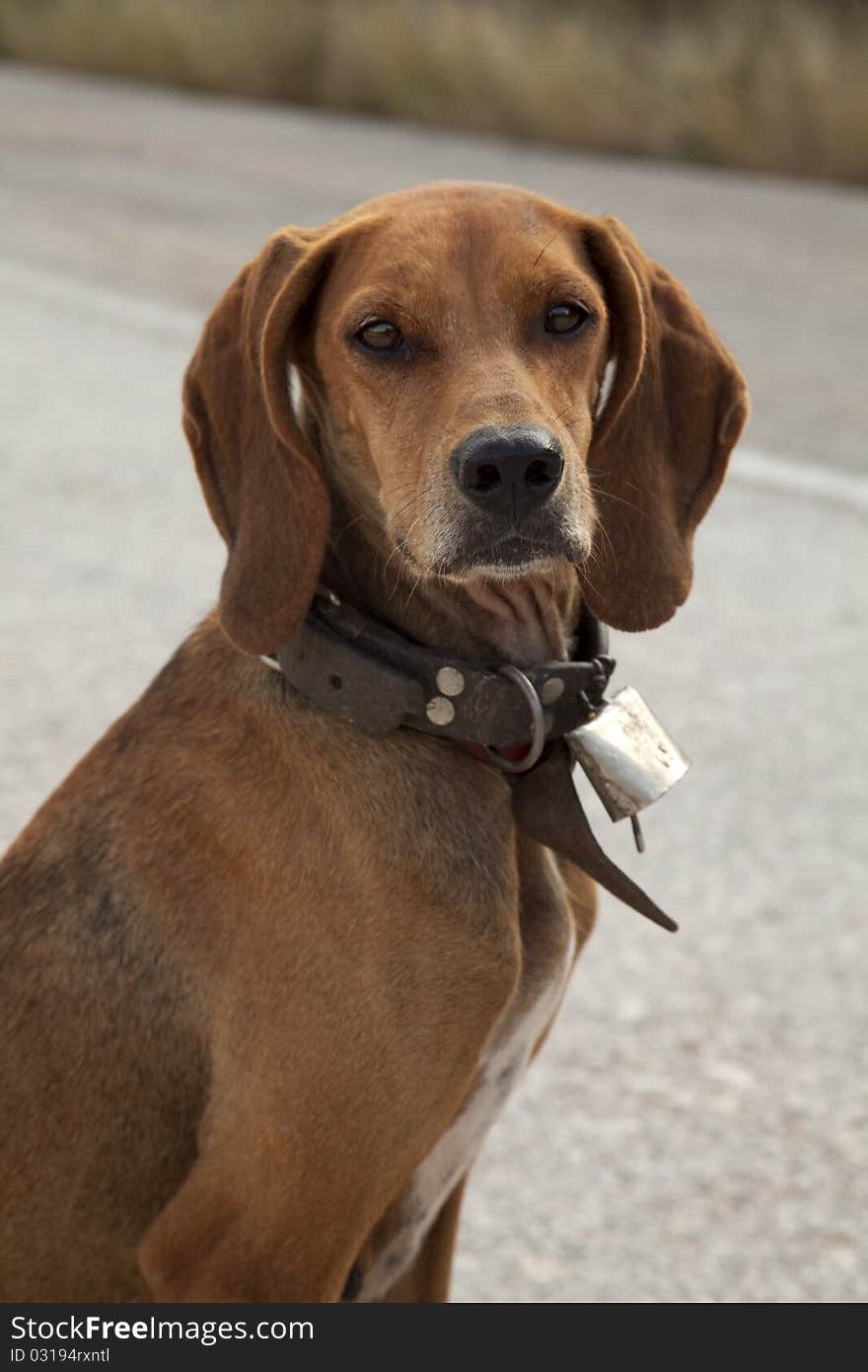 A close-up shot of hunting dog