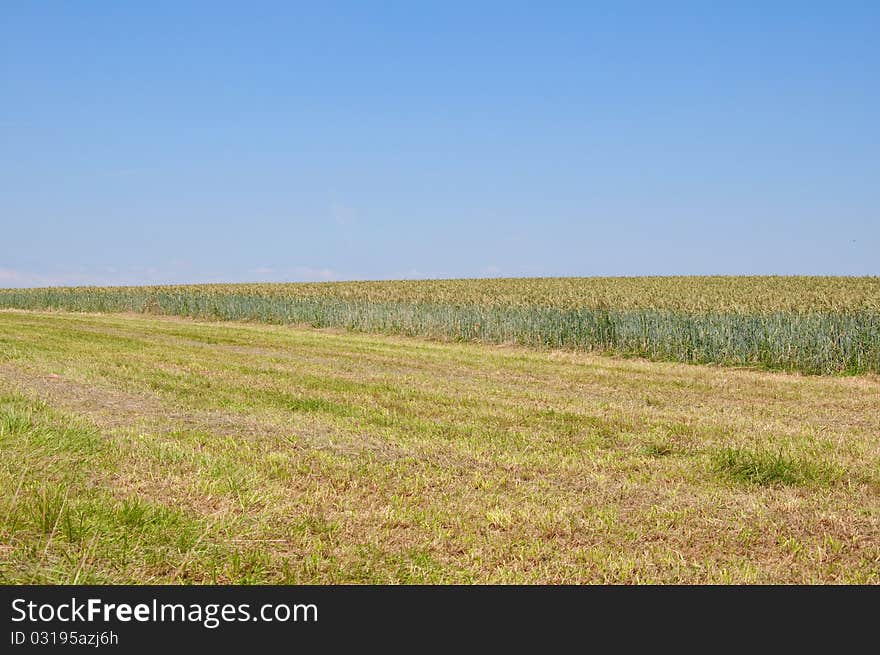 Wheatfield