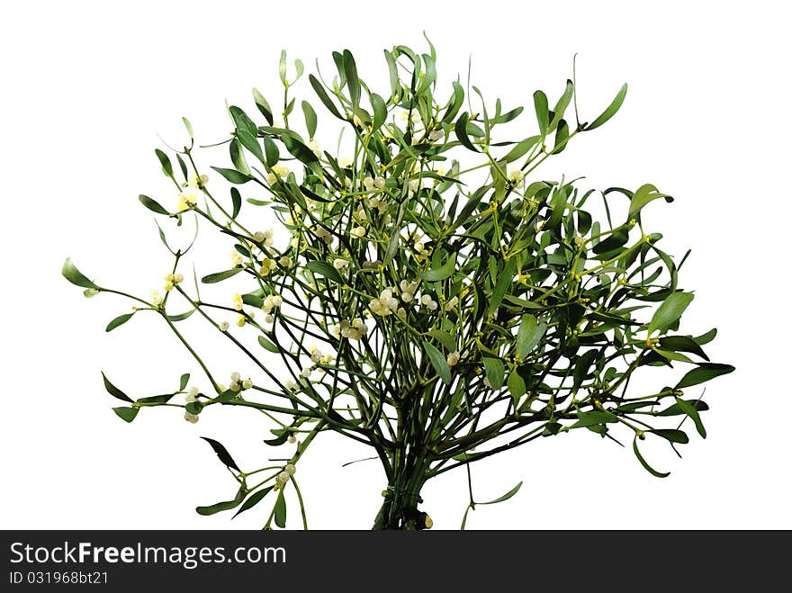 Mistletoe On White Background