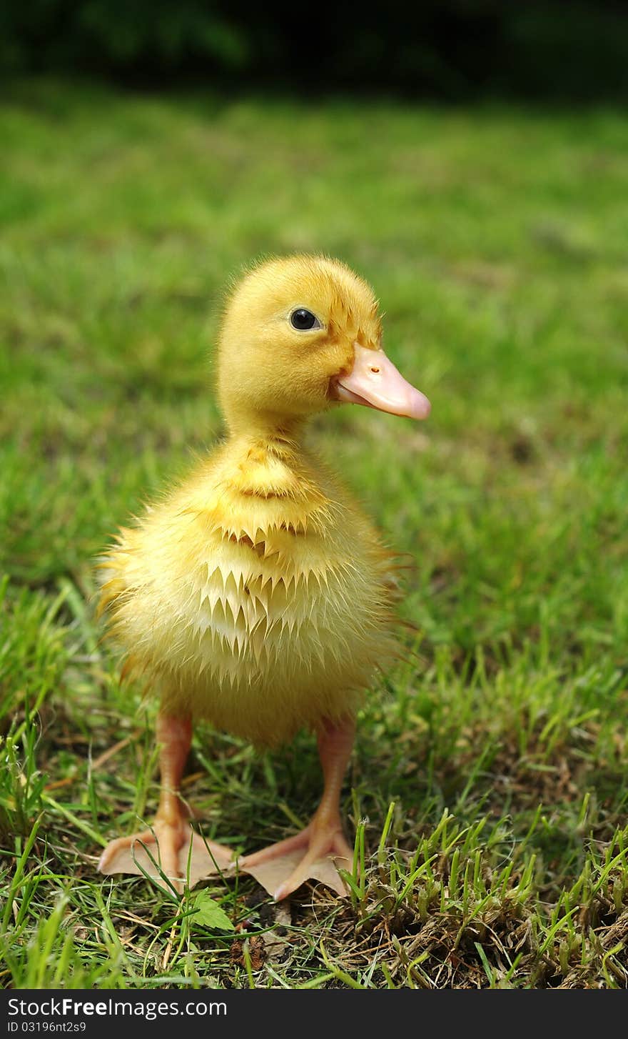 Small duck on background of grass