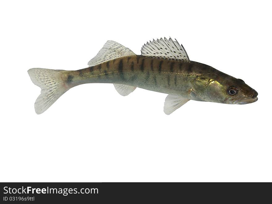 Long zander