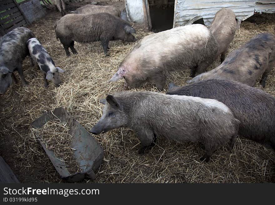 Pigs in a farm