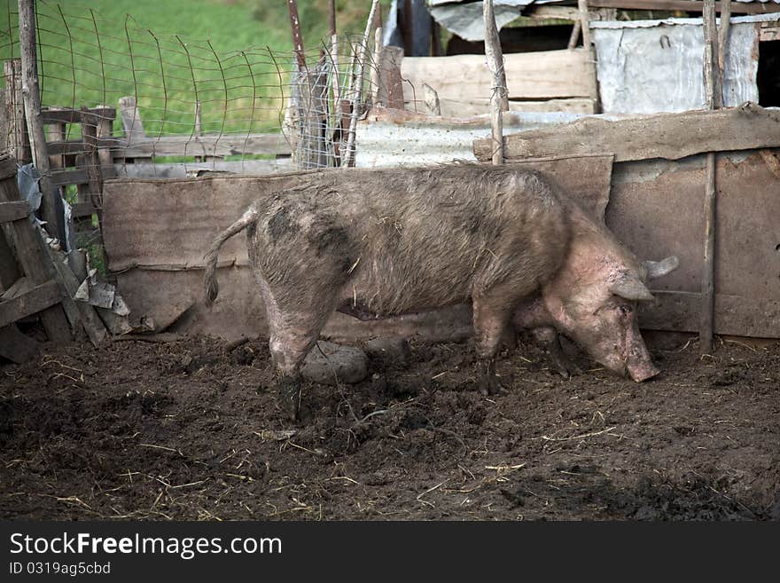 Pig In A Farm