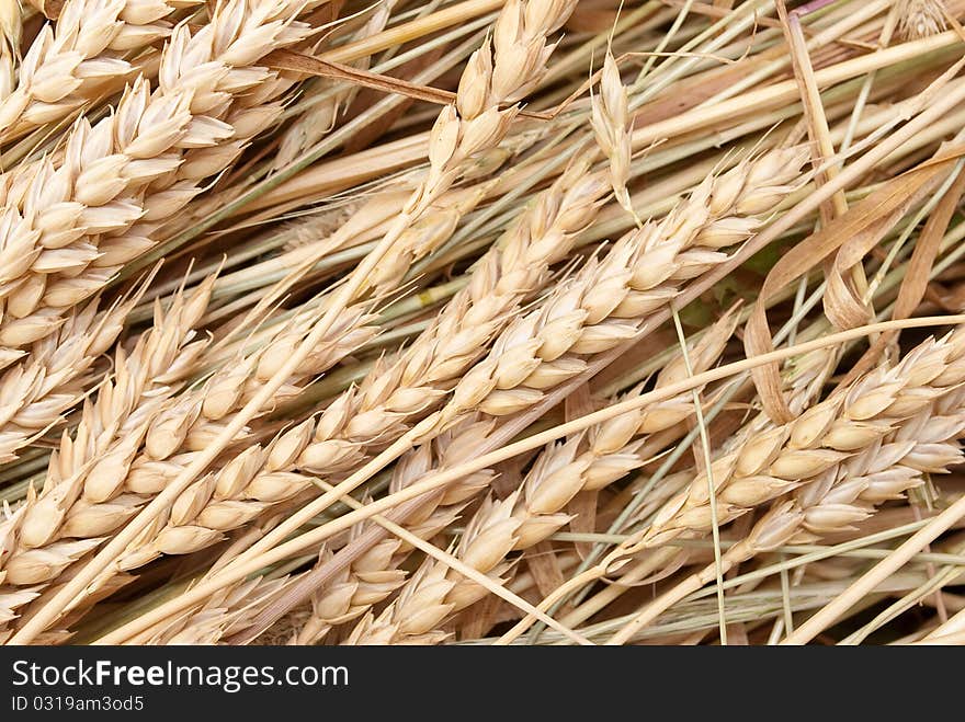 Wheat ears